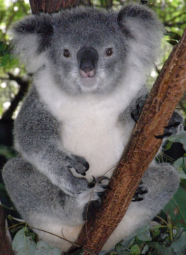 Картинки по запросу коала